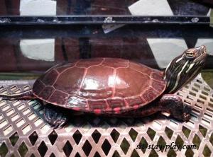 Turtle Pet Care by sit-stay-play